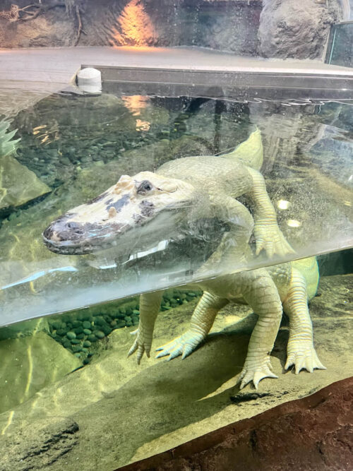 Alligator exhibit at Audubon Aquarium